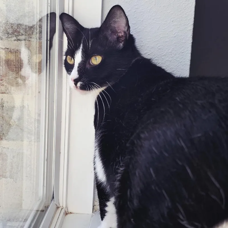 Pepper thumbnail 3