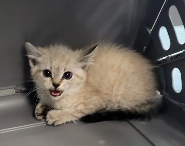A baby small-sized female Domestic Short Hair cat named Kc for adoption in Lawrenceville, GA
