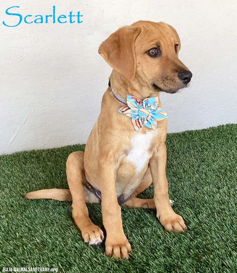A baby medium-sized female Yellow / Tan / Blond / Fawn Rhodesian Ridgeback dog named Scarlett for adoption in San Diego, CA