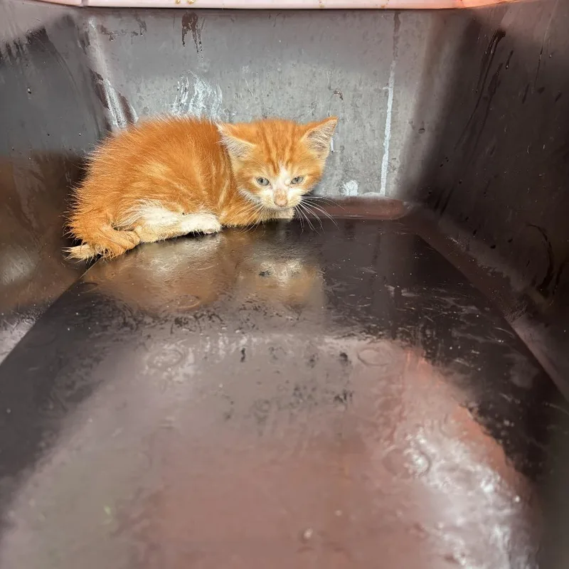 A baby small-sized male Orange / Red Domestic Short Hair cat named Winnie for adoption in Lake Jackson, TX