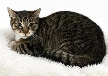 A young small-sized female Domestic Short Hair cat named Villy for adoption in Westminster, MD