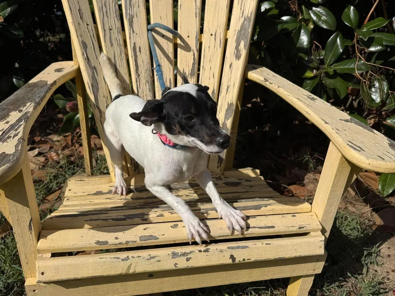 A young small-sized female Mixed Breed dog named Precious for adoption in Westwood, NJ