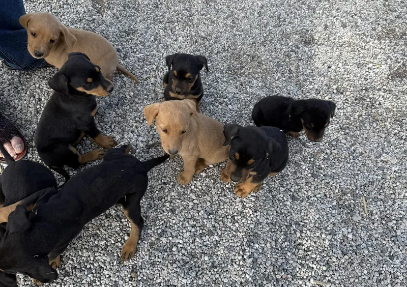 Puppies!!
