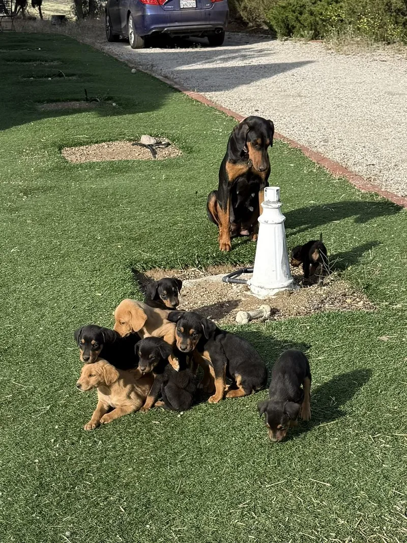 Puppies!! thumbnail 2