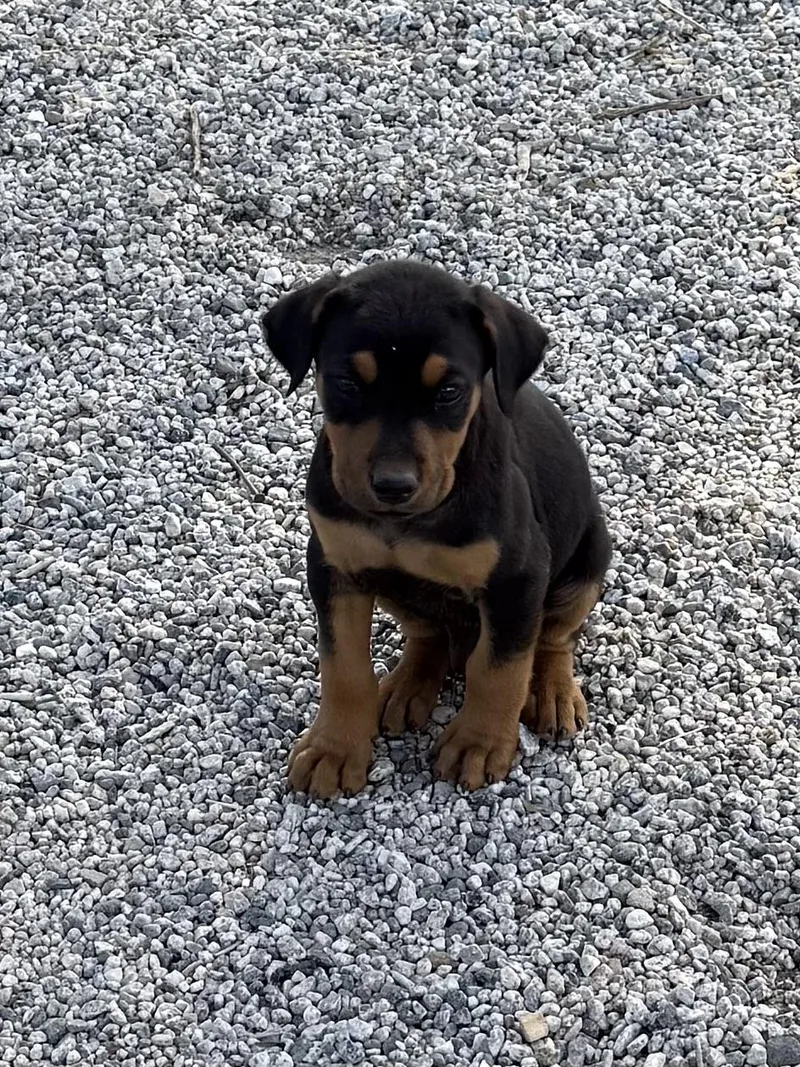 Puppies!! thumbnail 3
