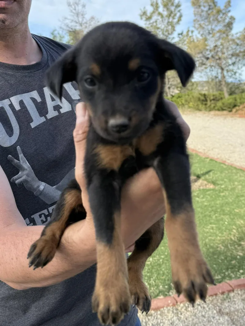 Puppies!! thumbnail 4