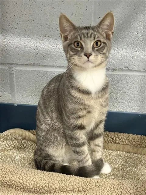 A young small-sized male Domestic Short Hair cat named Ollie for adoption in Kalamazoo, MI