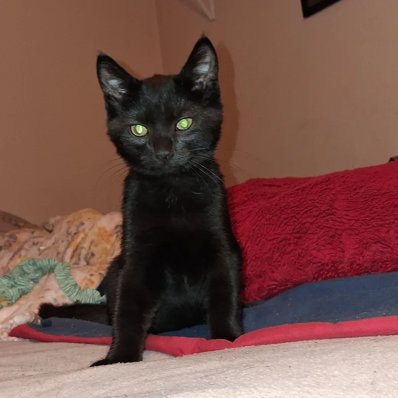 A baby medium-sized female Black Domestic Short Hair cat named Cosmo for adoption in Carneys Point, NJ
