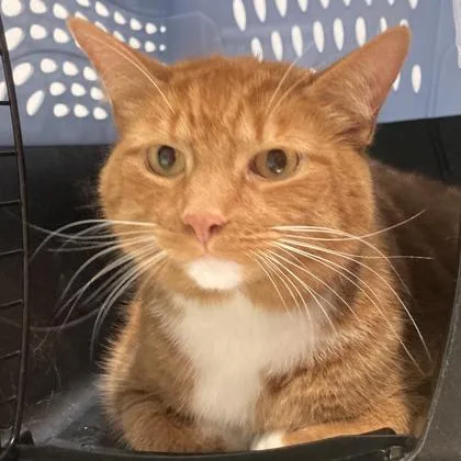An adult medium-sized male Domestic Short Hair cat named Tucker for adoption in Cincinnati, OH
