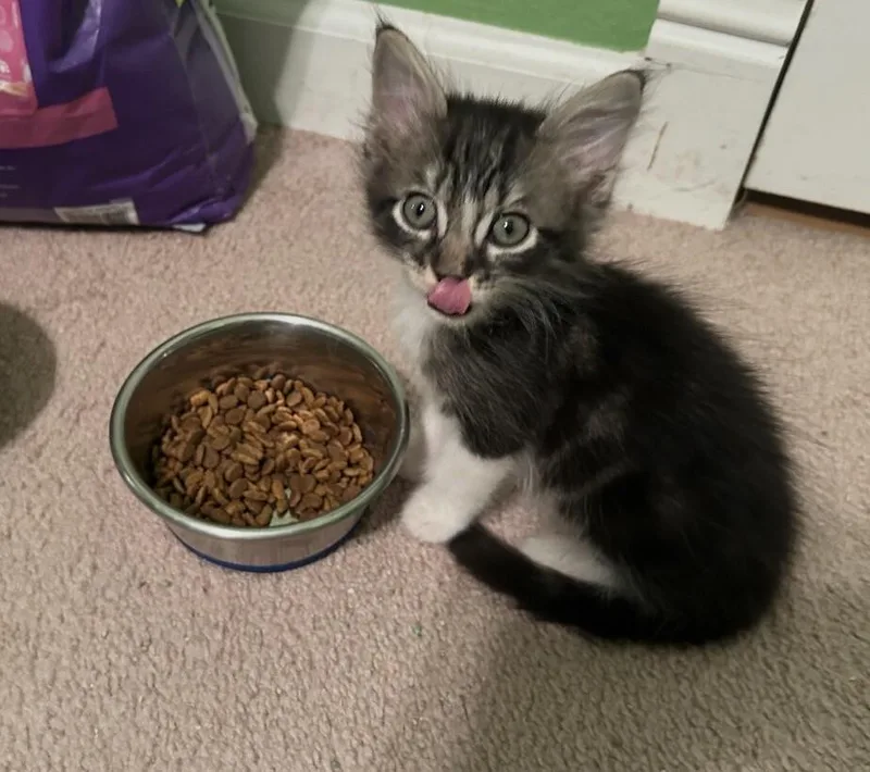 A baby small-sized female Gray & White Tabby cat named Athena  Tiny Titans for adoption in Anthem, AZ