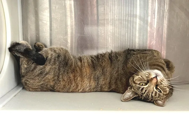 Isabelle thumbnail 2