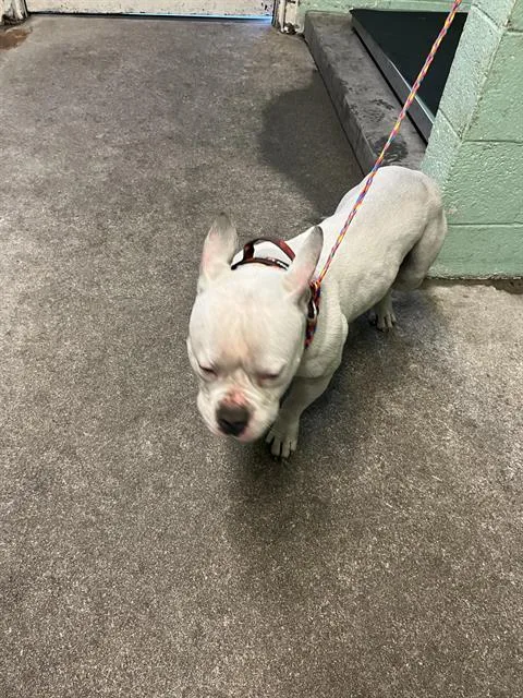 An adult medium-sized male Pit Bull Terrier dog named Coop for adoption in Sacramento, CA