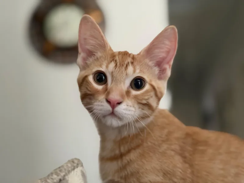 A young medium-sized male Tabby (Orange / Red) Domestic Short Hair cat named Sunny for adoption in Rossville, TN