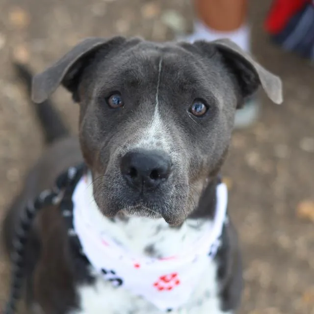 A young medium-sized male American Staffordshire Terrier dog named Hercules for adoption in San Antonio, TX