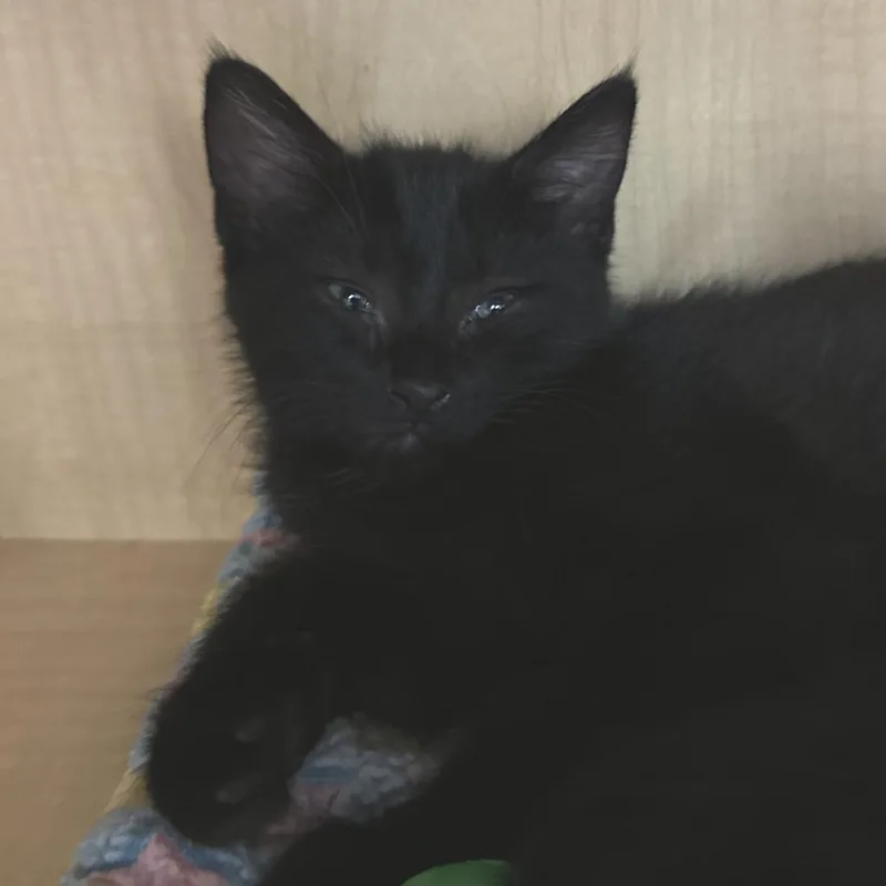 A baby small-sized male Black Domestic Long Hair cat named Apawlo for adoption in Washington Township, OH