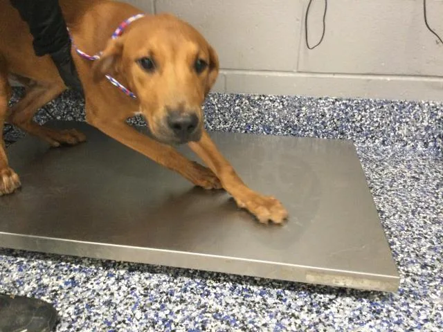 A young small-sized male Shepherd dog named Frappe for adoption in Riverside, CA