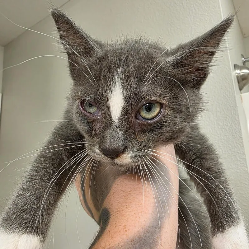 A baby small-sized male Black Domestic Short Hair cat named Luffy for adoption in West Des Moines, IA