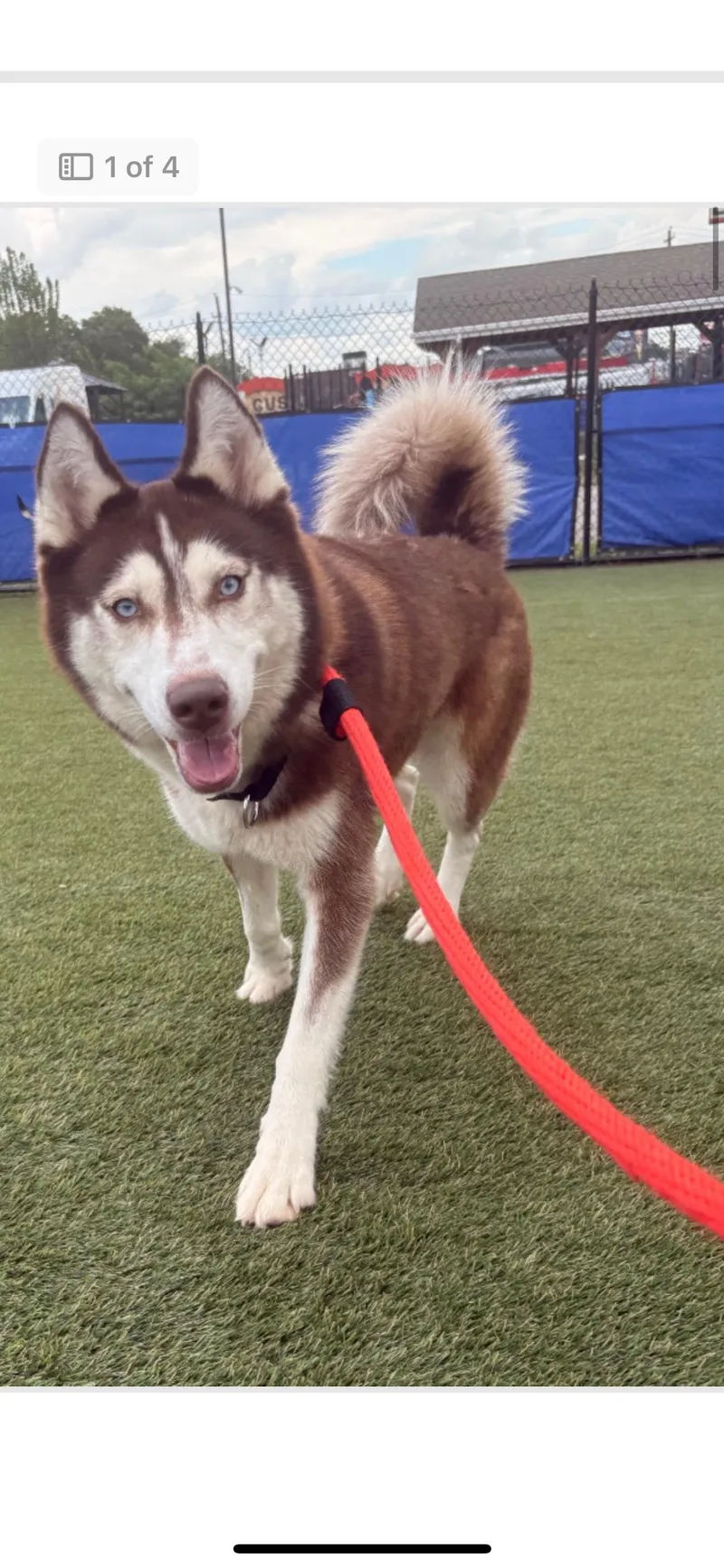 An adult medium-sized female Siberian Husky dog named Seneca for adoption in York, PA