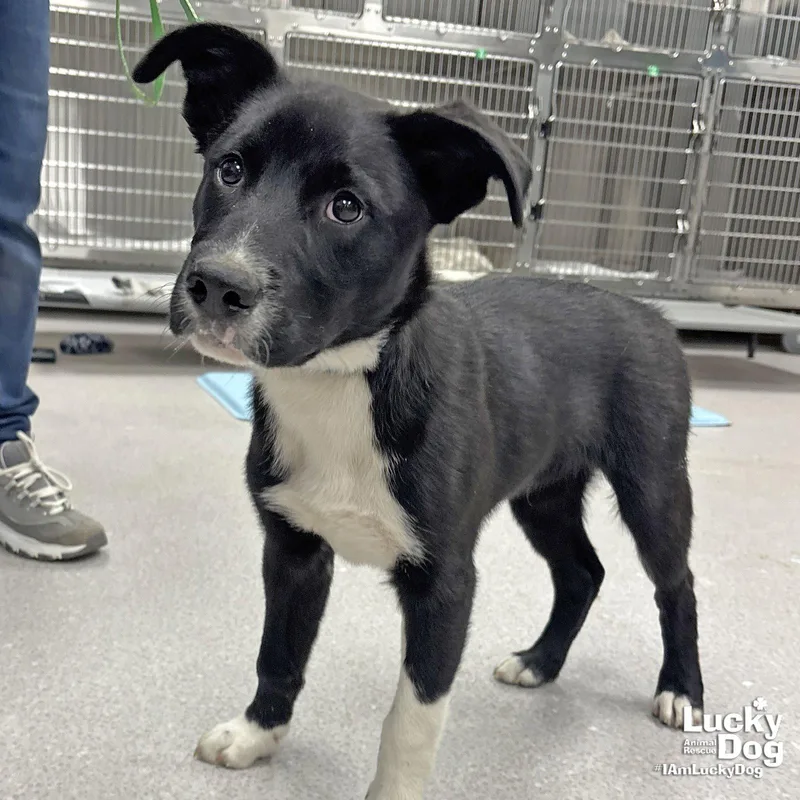 A baby large-sized male Border Collie dog named Orion for adoption in Washington, DC