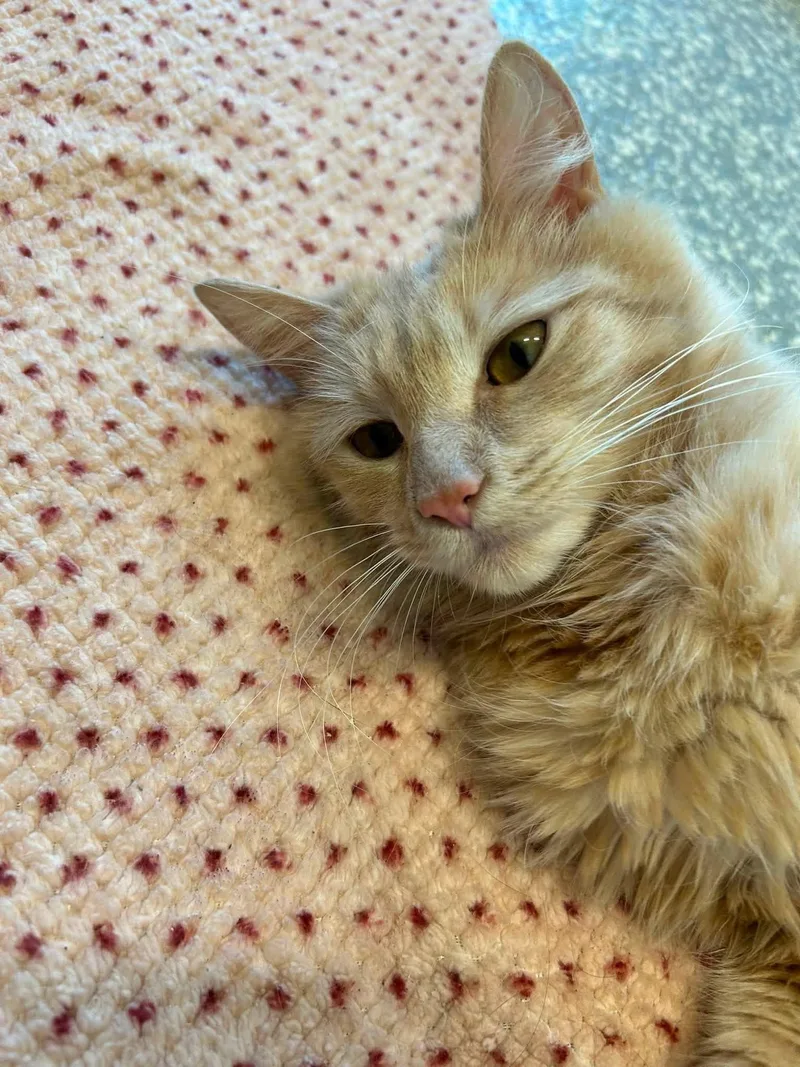 A young medium-sized female Orange & White Domestic Long Hair cat named Nylah for adoption in North Haven, CT