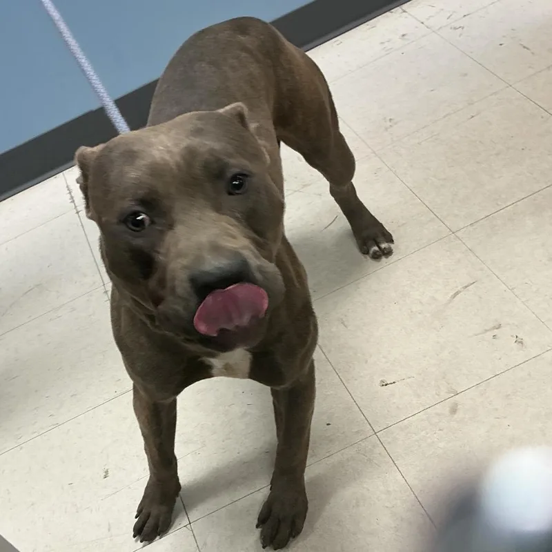 An adult large-sized male Gray / Blue / Silver Pit Bull Terrier dog named Trammell for adoption in St Joseph, MO