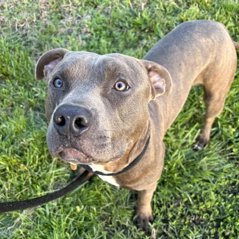 Trammell thumbnail 2