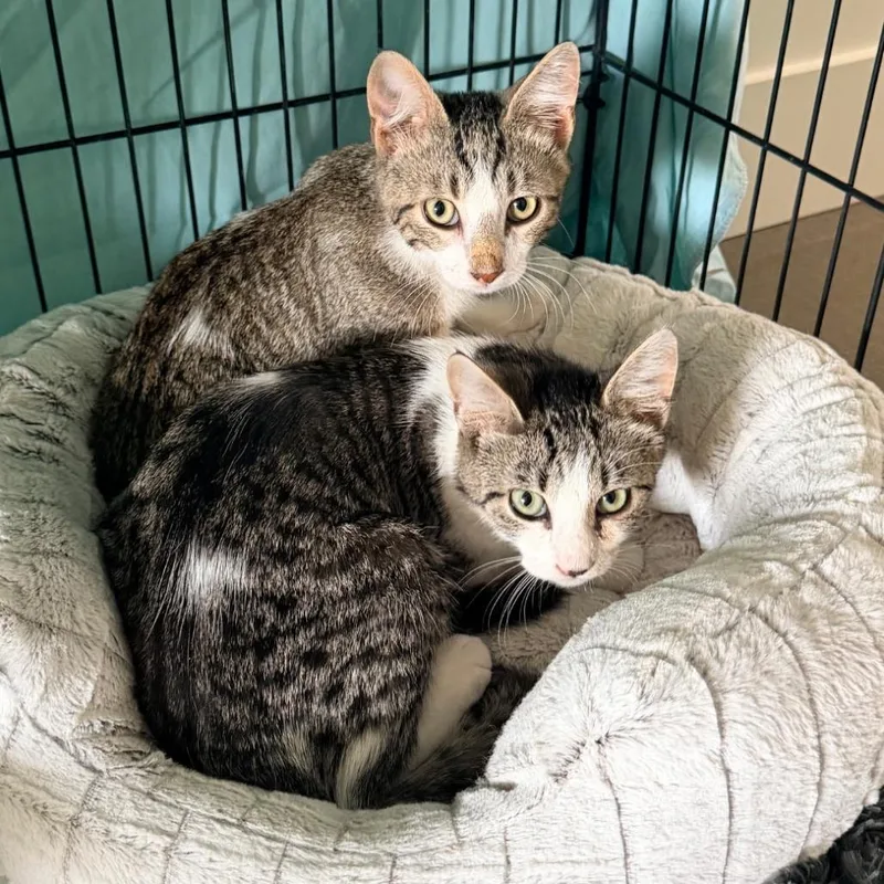 A baby small-sized male White Domestic Short Hair cat named Cisco for adoption in Meridian, ID