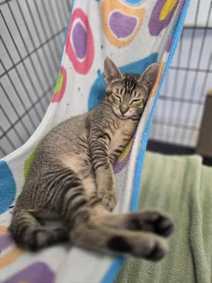 A young small-sized female Domestic Short Hair cat named Sasha for adoption in Baton Rouge, LA