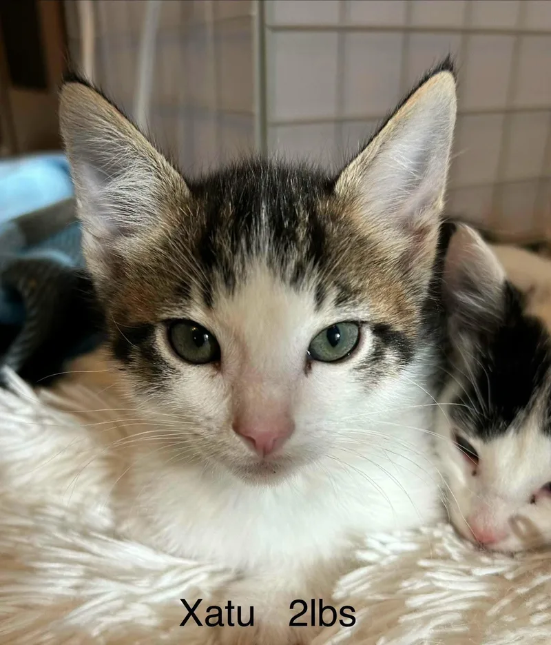 A baby medium-sized male Tabby (Brown / Chocolate) Domestic Short Hair cat named Xatu for adoption in Logan, UT