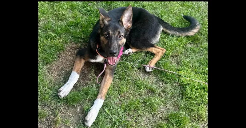 A baby large-sized female Tricolor (Brown, Black, & White) Shepherd dog named Opal for adoption in Dallas, TX