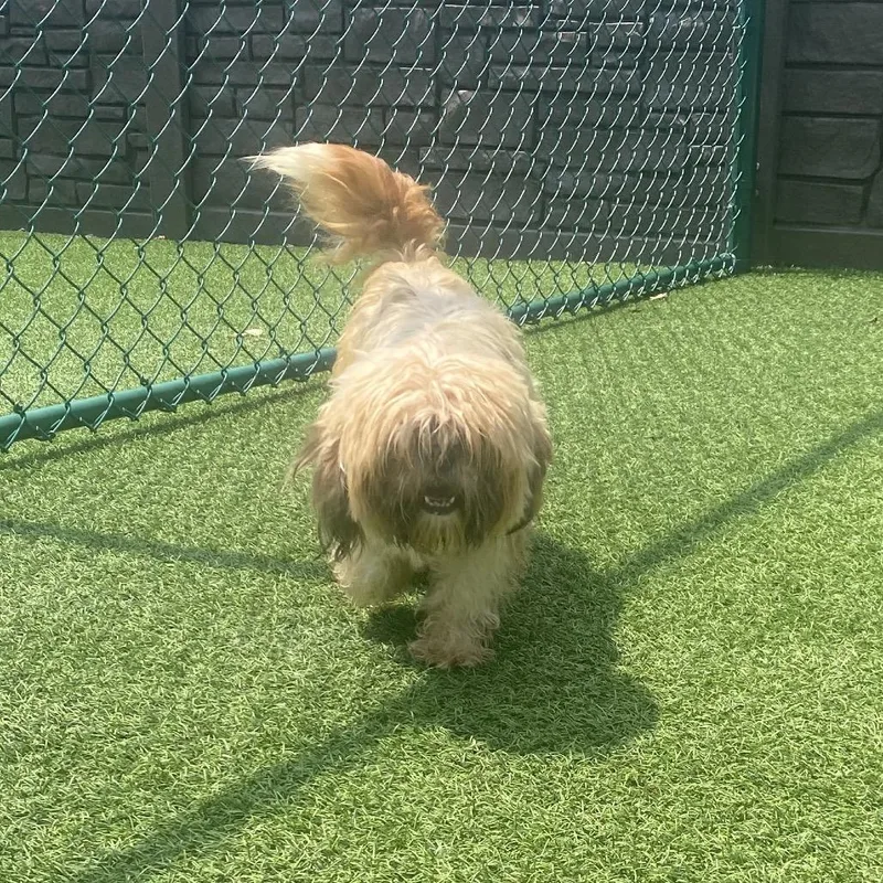 An adult small-sized female Yellow / Tan / Blond / Fawn Shih Tzu dog named Miss Thang for adoption in LOXAHATCHEE, FL