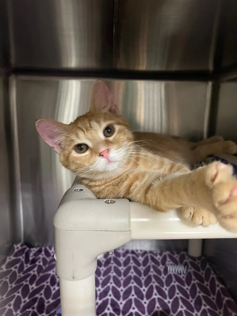A baby medium-sized female Domestic Short Hair cat named Dot for adoption in Chico, CA