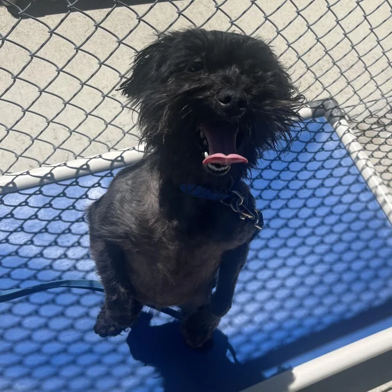 An adult small-sized female Black Miniature Schnauzer dog named Moana for adoption in Delaware, OH