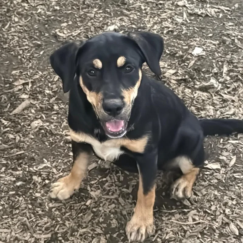 A baby medium-sized female Mixed Breed dog named Chatty Cathy for adoption in Morrisville, VT