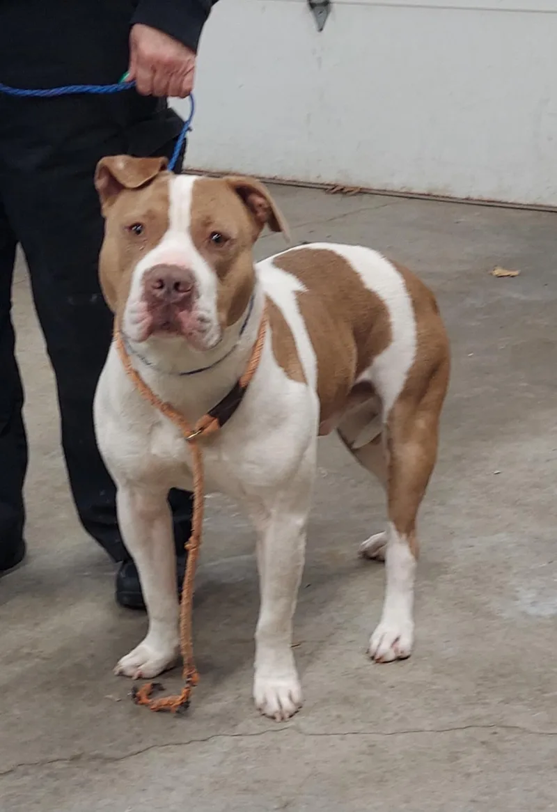 An adult large-sized male White / Cream American Staffordshire Terrier dog named Nelson for adoption in Pawtucket, RI