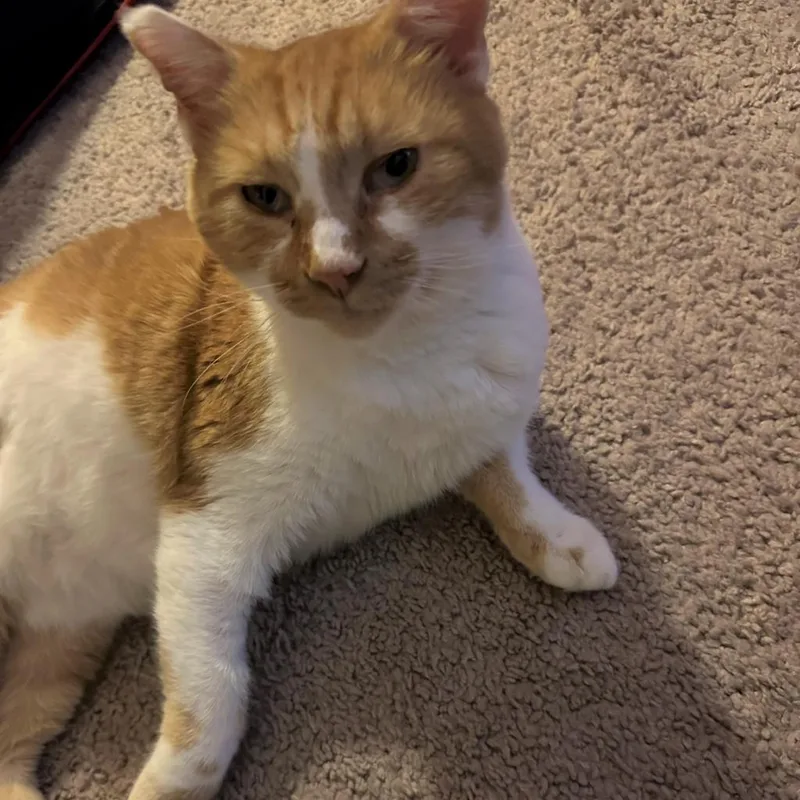 A senior medium-sized male Orange / Red Domestic Short Hair cat named Seb for adoption in Fairfax Station, VA