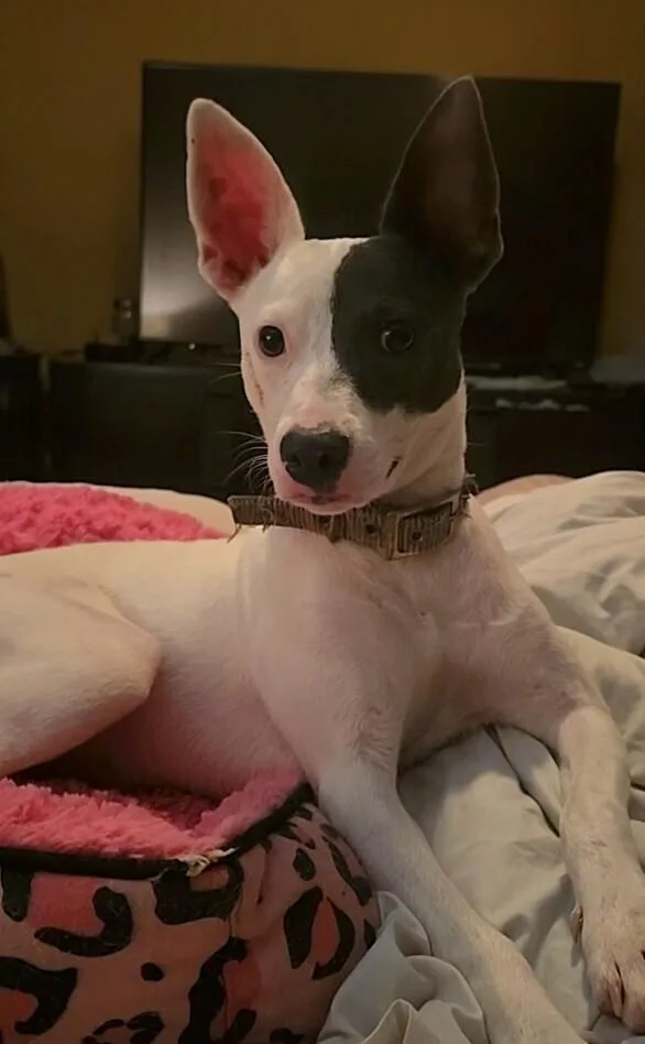 A baby medium-sized female Tricolor (Brown, Black, & White) Terrier dog named Jolene for adoption in Silsbee, TX