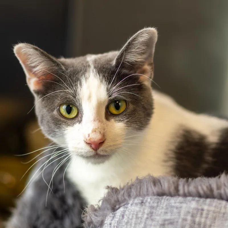 A young medium-sized male White Domestic Short Hair cat named Klaus for adoption in Wilmington, DE