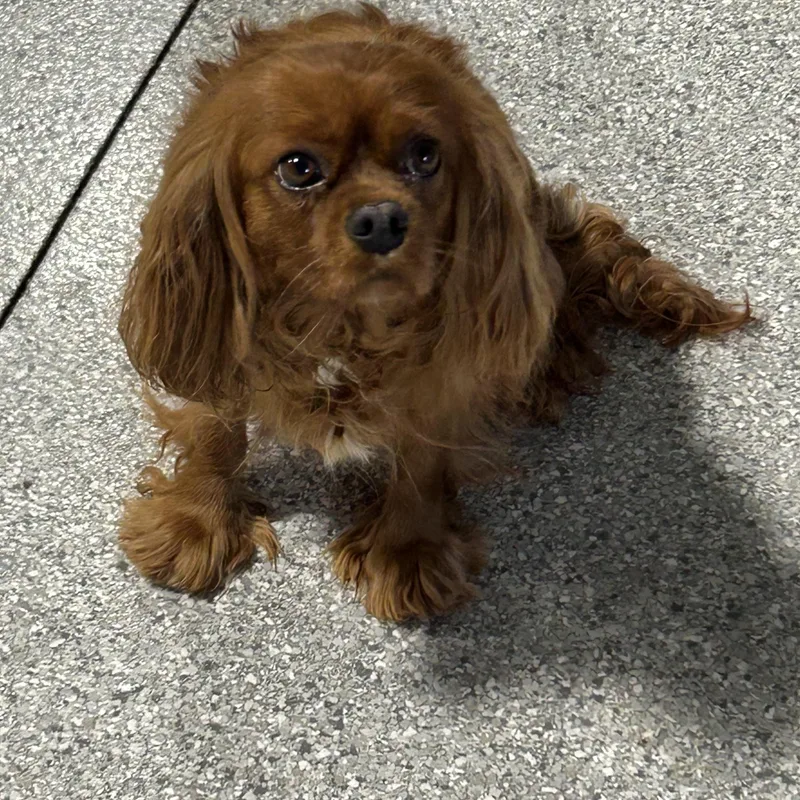 Caroline thumbnail 2