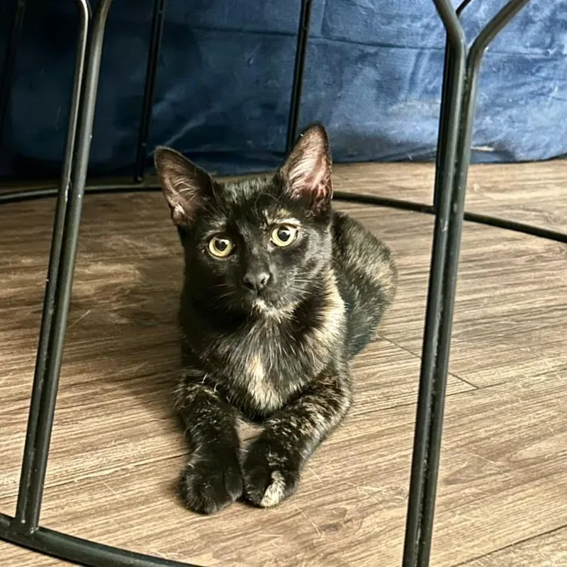 A baby medium-sized female Tortoiseshell Domestic Short Hair cat named PolkaDots for adoption in Allen, TX