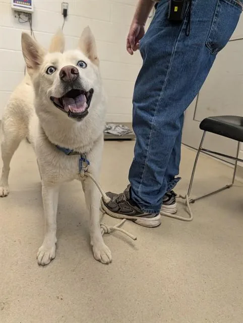 A young large-sized female Siberian Husky dog named Sheba for adoption in Haw River, NC
