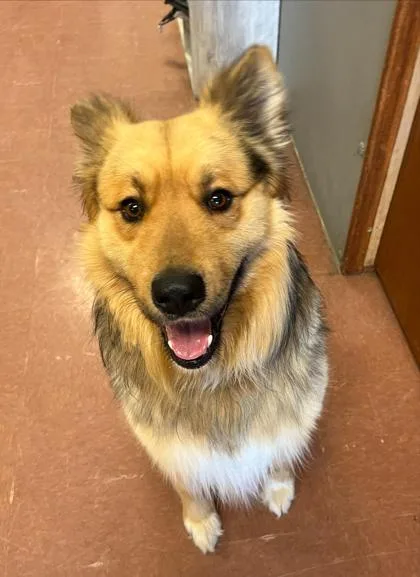 An adult medium-sized male Tricolor (Brown, Black, & White) Shepherd dog named Zimber for adoption in Rapid City, SD