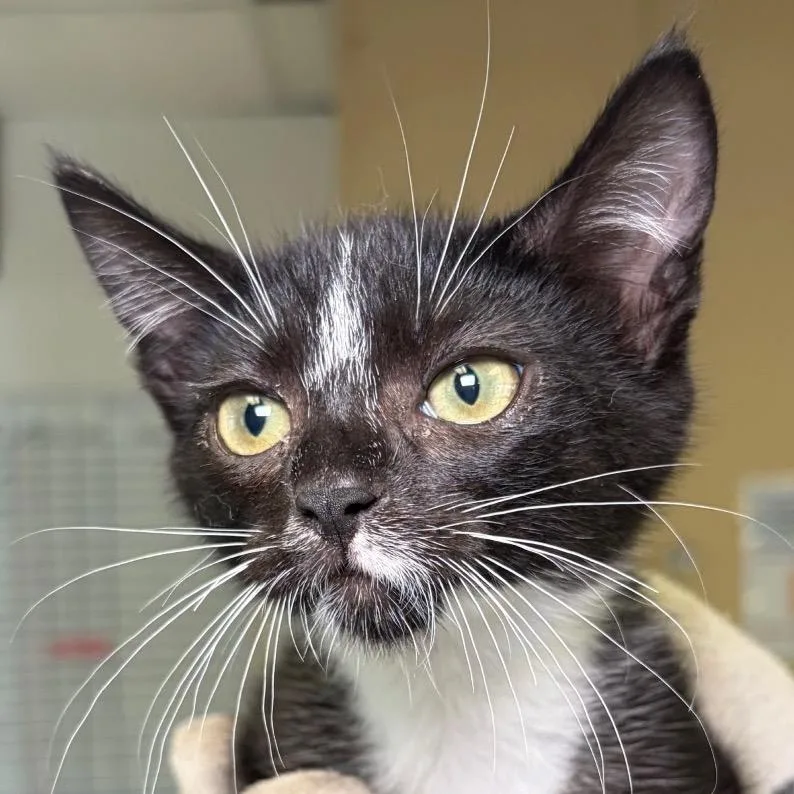 A baby small-sized female Black Domestic Short Hair cat named Snowcone for adoption in Santa Barbara, CA