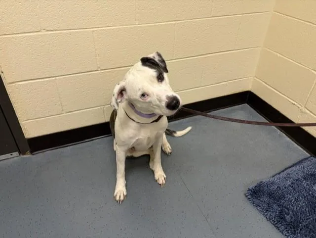 An adult medium-sized female Labrador Retriever dog named Gluestick for adoption in Denver, CO