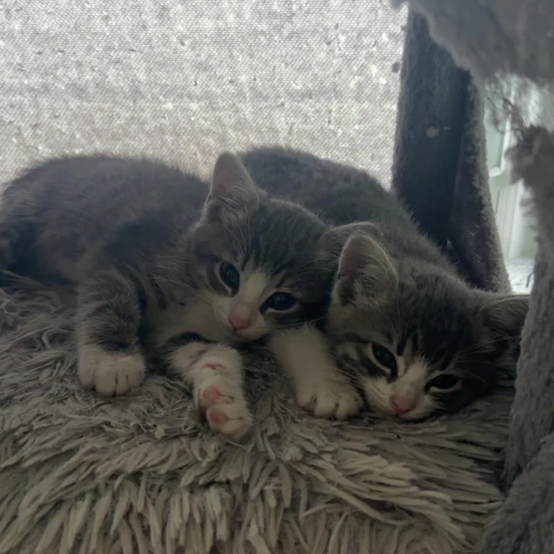 A baby small-sized female Tabby (Buff / Tan / Fawn) American Shorthair cat named Tart for adoption in Houston, TX