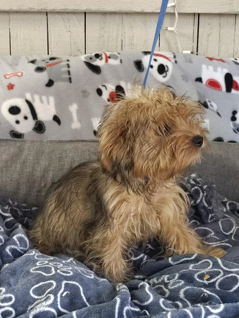 A baby small-sized male Yorkshire Terrier dog named Charlie for adoption in Fort Worth, TX