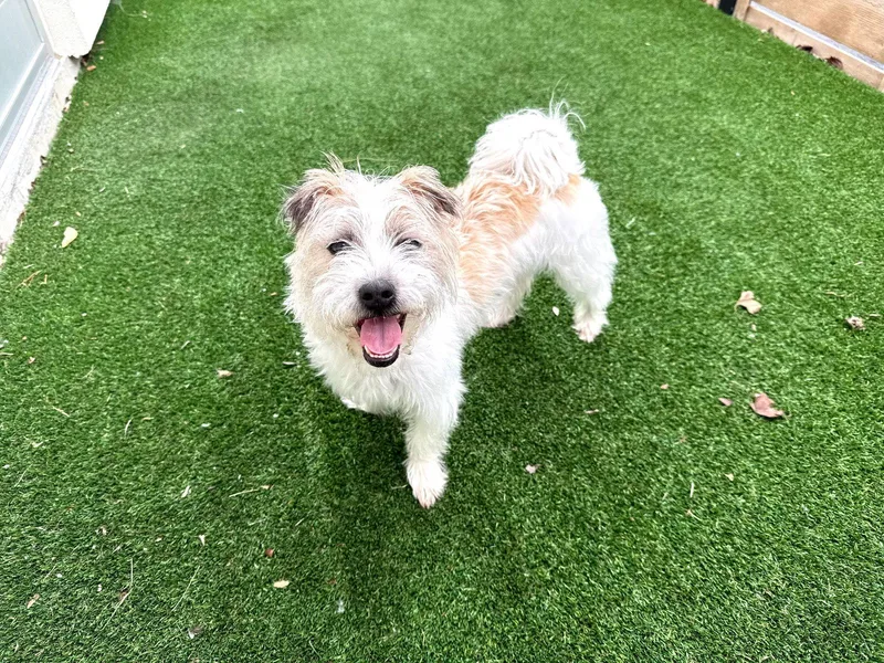 An adult medium-sized female Maltese dog named Coco for adoption in Hillside, IL