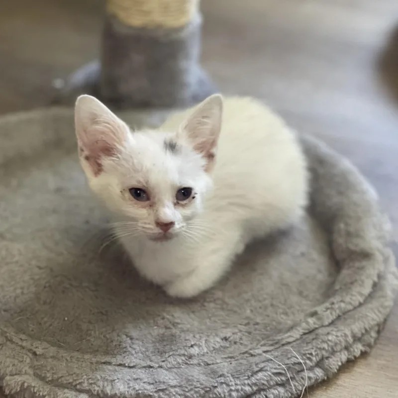 A baby small-sized female White Domestic Short Hair cat named Josie for adoption in Columbus, GA