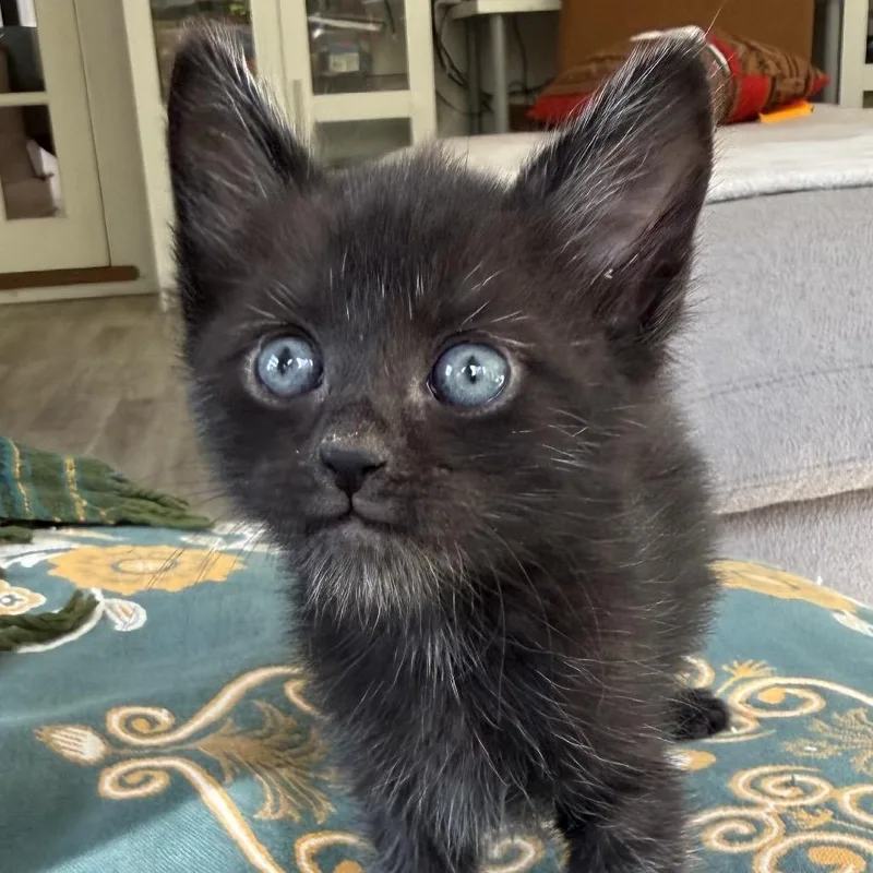 A baby small-sized male Black Domestic Short Hair cat named Tao for adoption in Tustin, CA