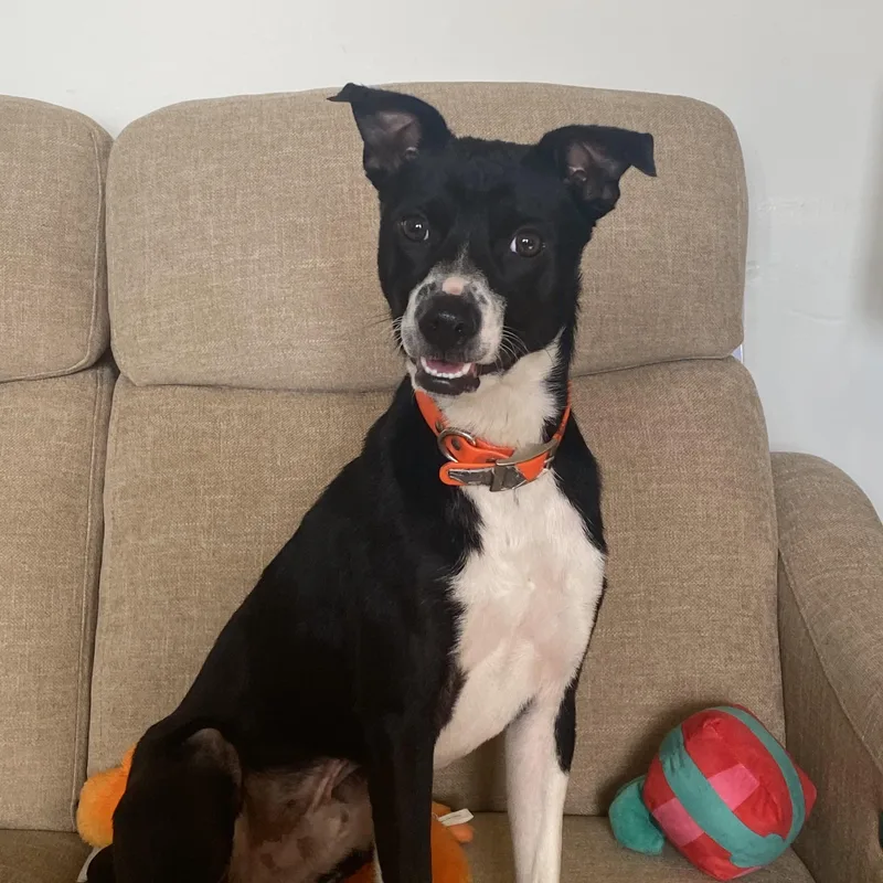 A young medium-sized male Boston Terrier dog named Chandler for adoption in Port Saint Lucie, FL